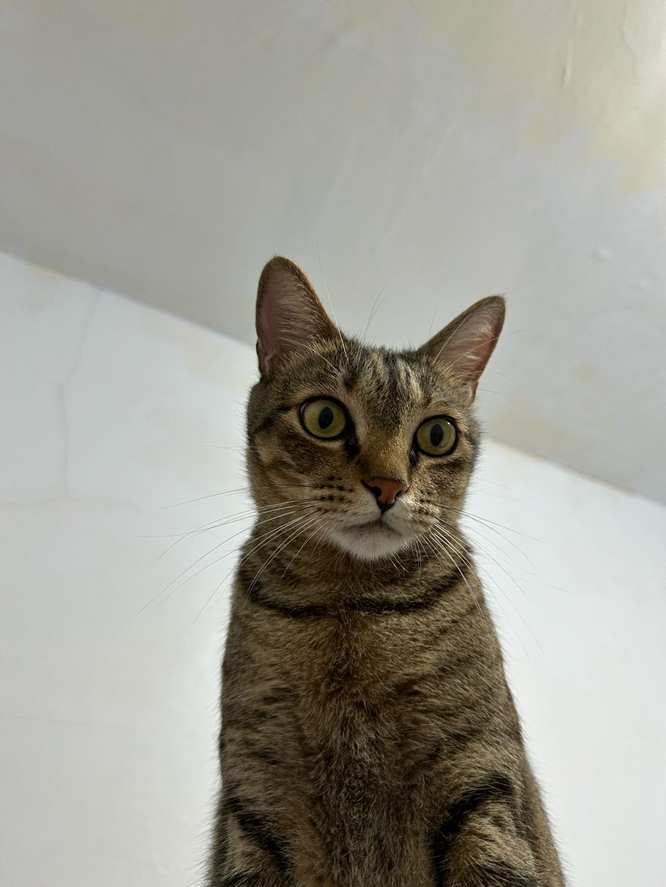 Re: [問卦] 待會4點天氣驟減怎麼辦？