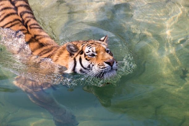 [新聞] 豪雨炸新竹！老虎濕答答散步 新竹動物園 - 八卦 - PTT.BEST 批踢踢爆文