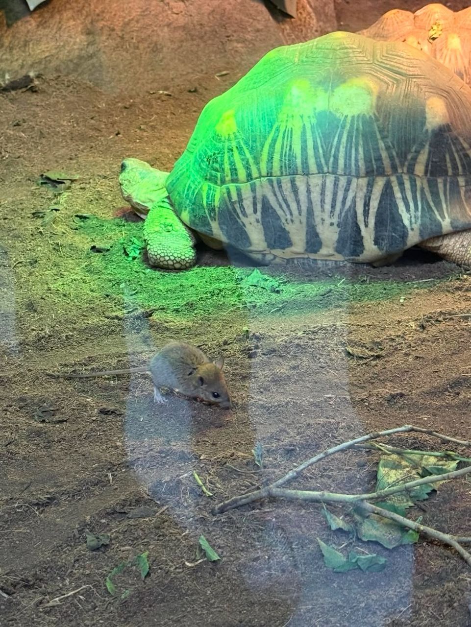 [討論] 蔣萬安是鼠王吧 - 政黑 - PTT.BEST 批踢踢爆文 2