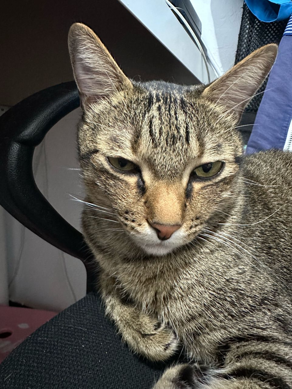 [問卦] 真人快打為什麼打起來這麼爽==