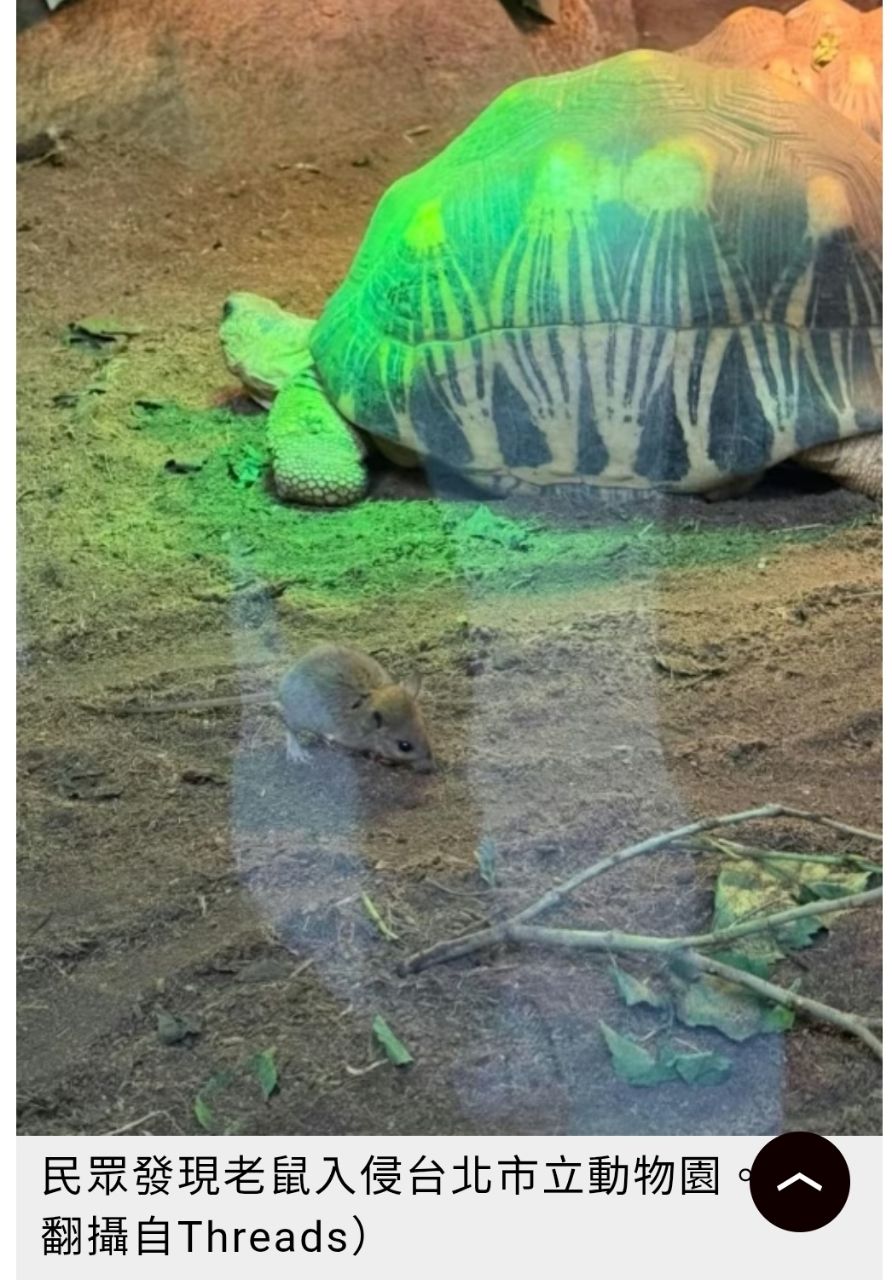 [新聞] 安鼠之亂升溫！鼠軍入侵台北市立動物園 - 政黑 - PTT.BEST 批踢踢爆文
