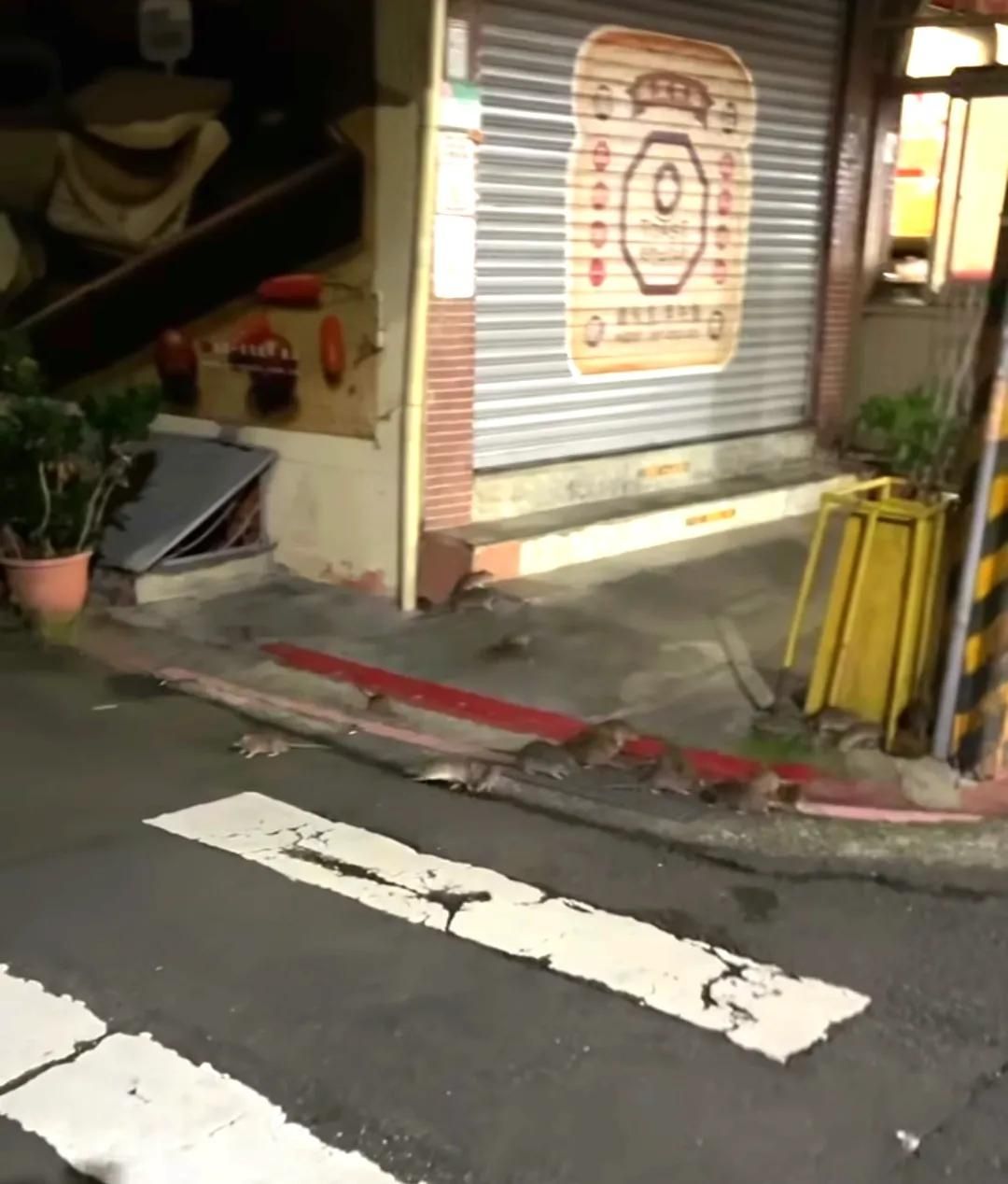 [討論] 脆熱議：台北市鼠患 - 政黑 - PTT.BEST 批踢踢爆文 3