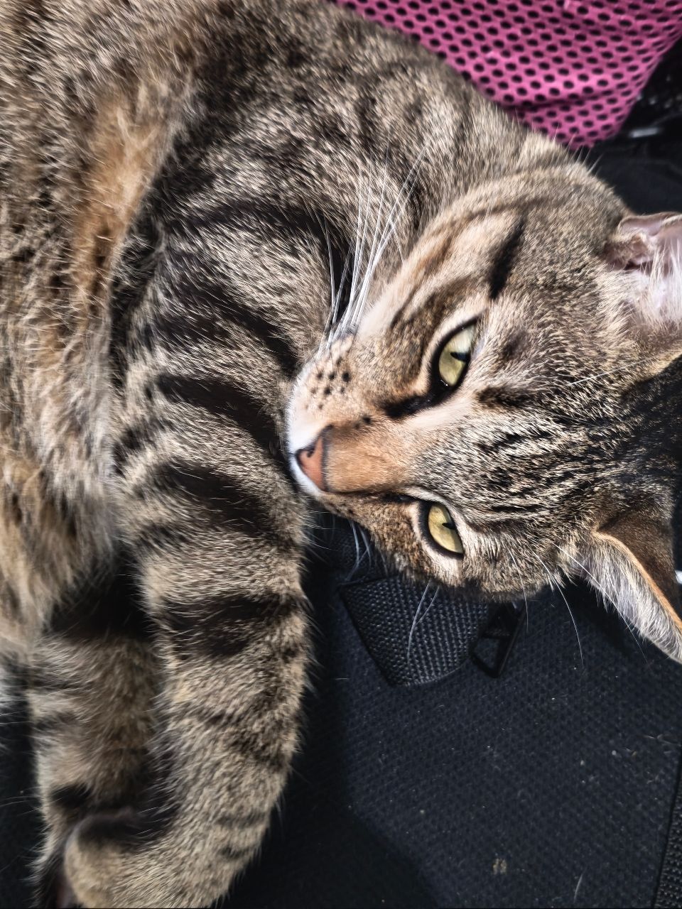 [問卦] 小手指同學為什麼看到高中女生脫光也沒插