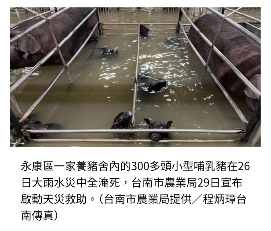 [新聞] 活活淹死！台南暴雨「300多頭小豬滅頂」 - 八卦 - PTT.BEST 批踢踢爆文 2