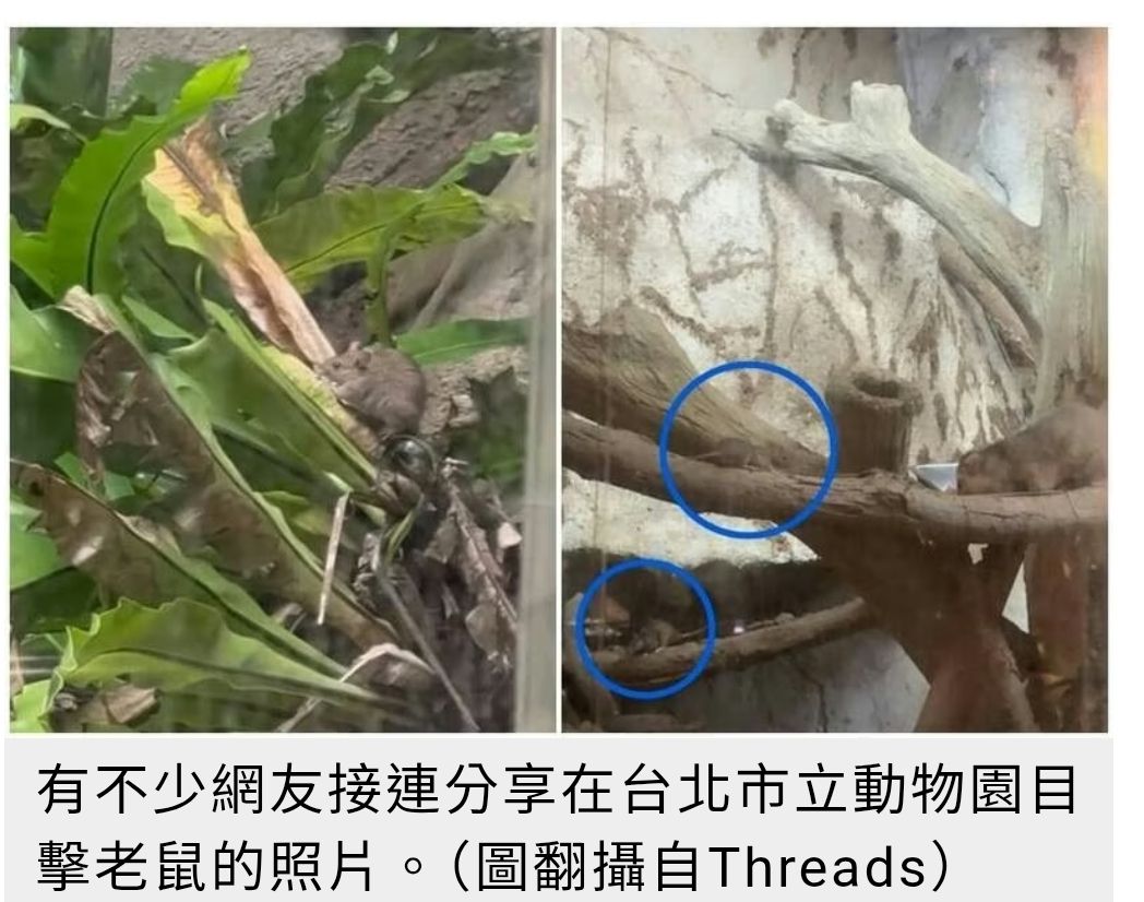 [新聞] 安鼠之亂升溫！鼠軍入侵台北市立動物園 - 政黑 - PTT.BEST 批踢踢爆文 2