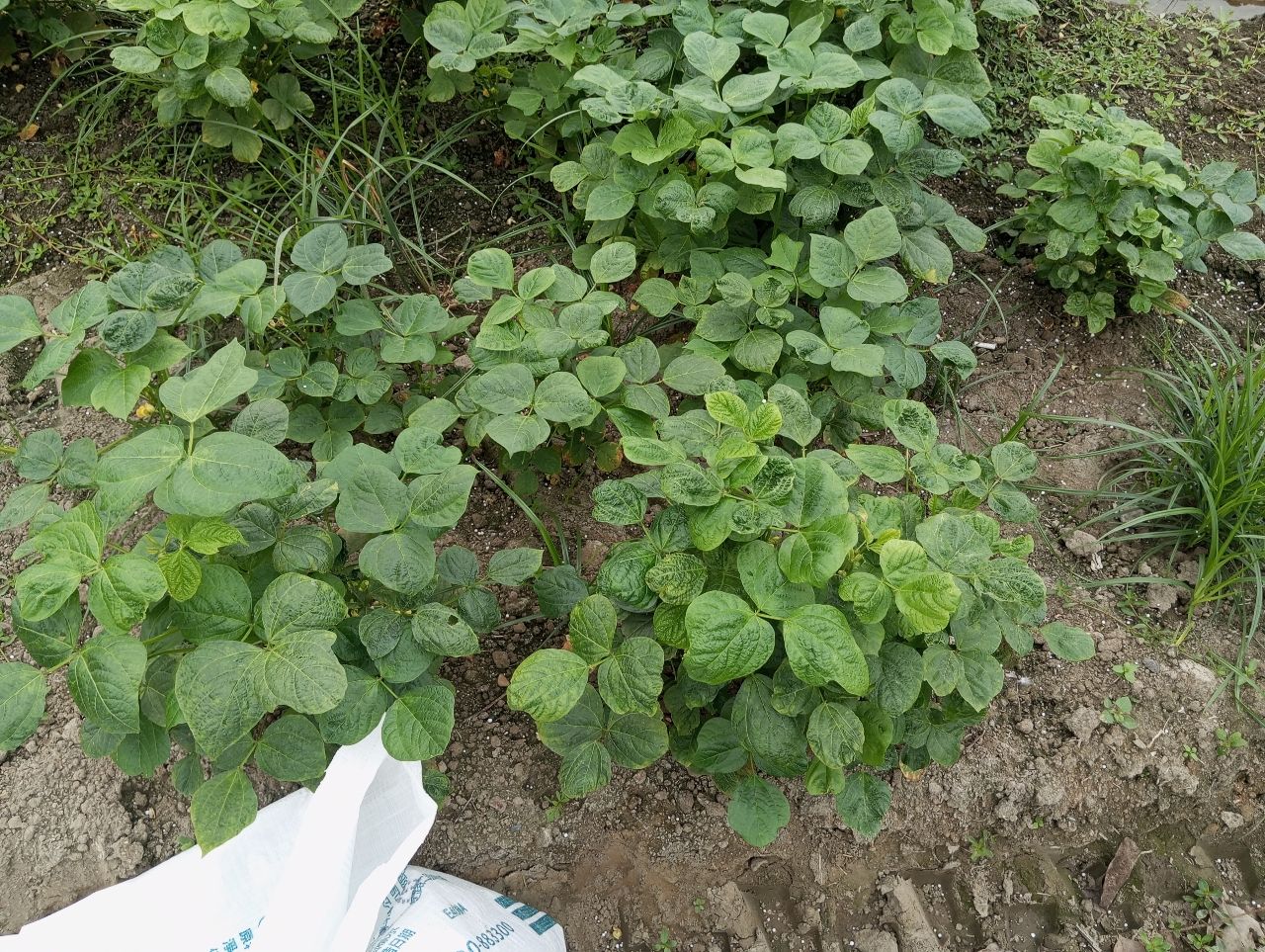 [問卦] 這什麼菜？