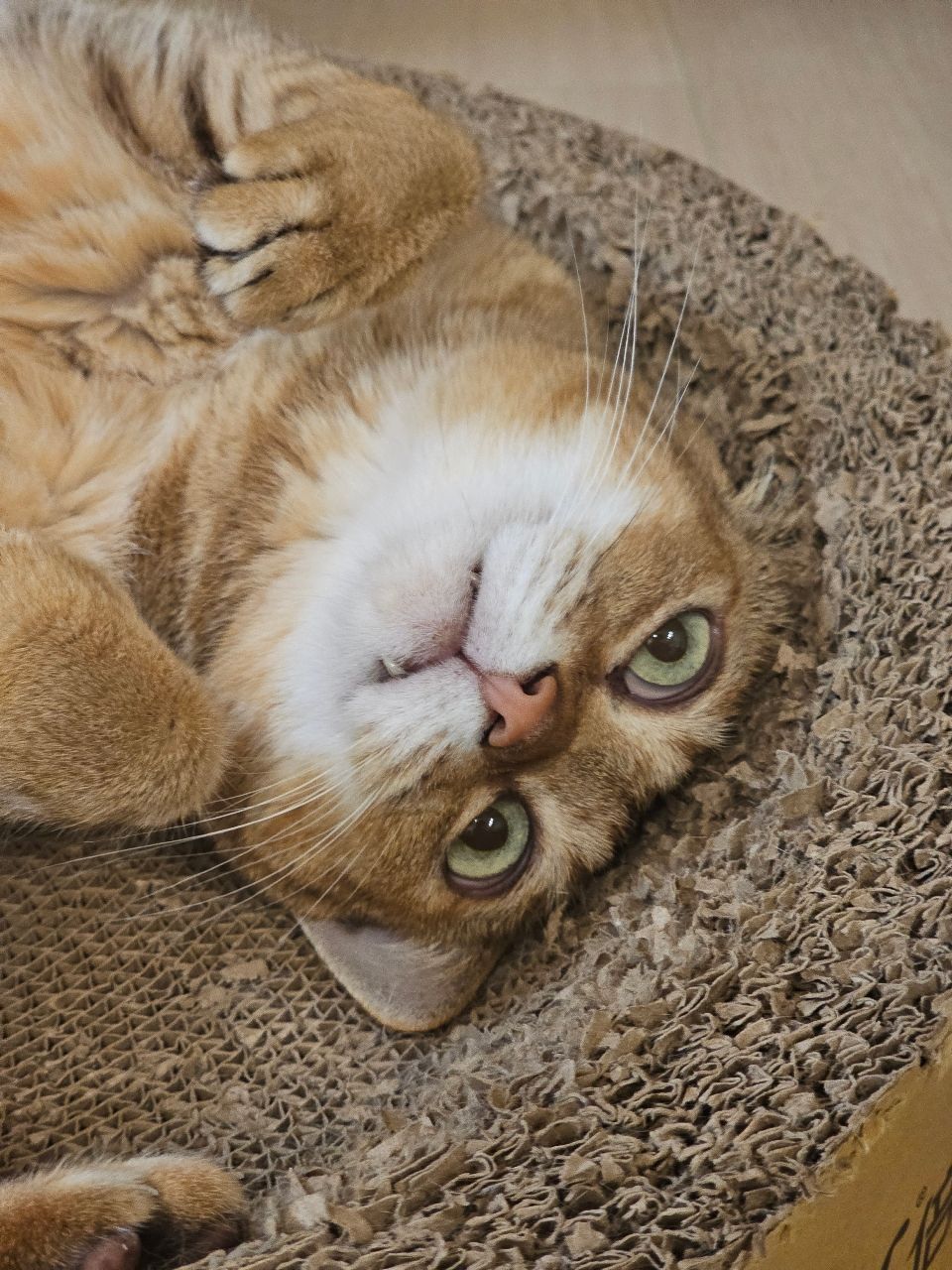 [問卦] 一億元針劑給雙國籍爽爽使用你可以嗎