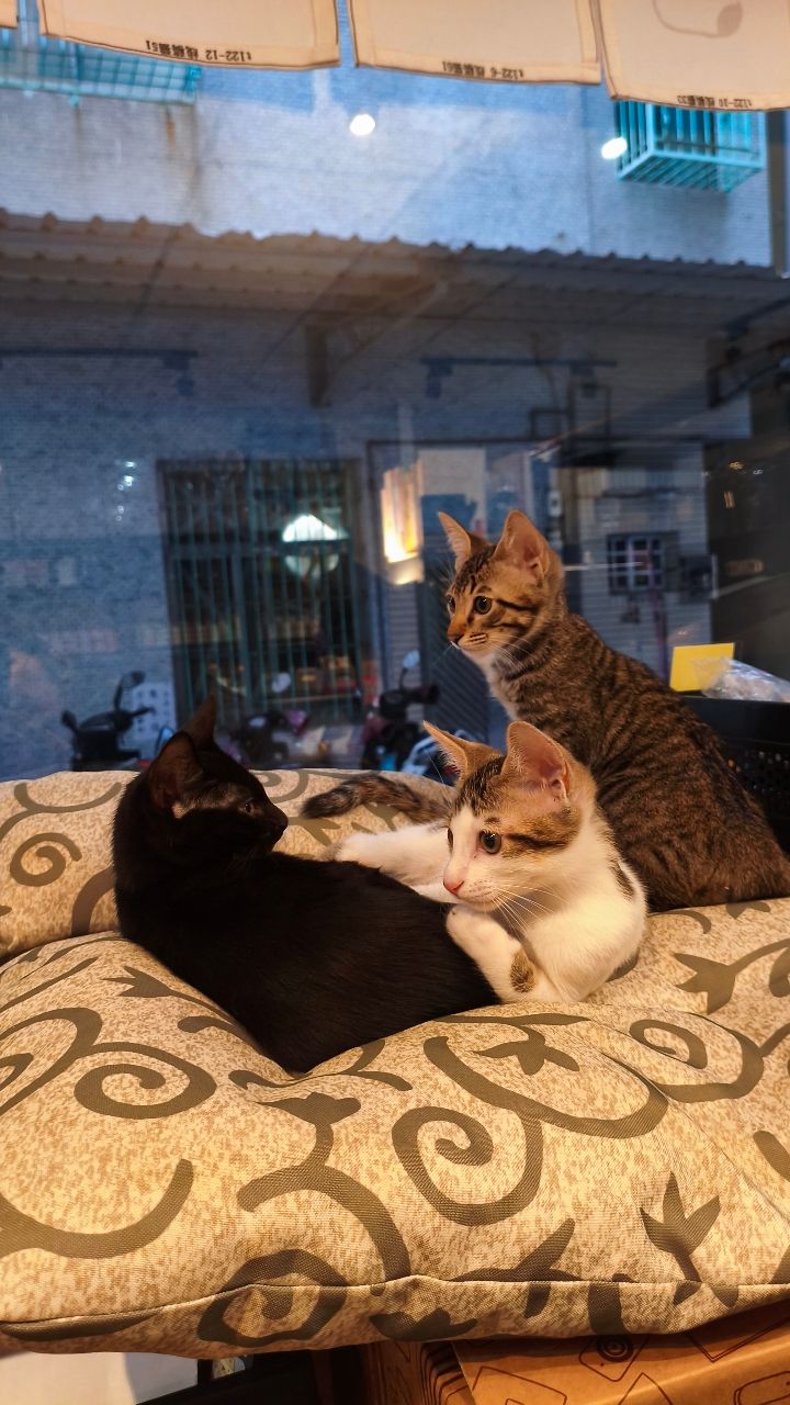 [問題] 有店貓的咖啡廳？ - 高雄 - PTT.BEST 批踢踢爆文