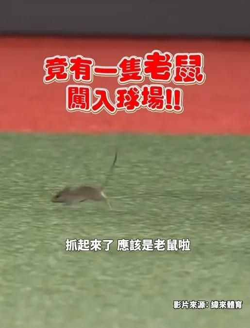 [新聞] 藍營轟「洋流」爆滿全蟑螂老鼠　沈伯洋： - 政黑 - PTT.BEST 批踢踢爆文 2