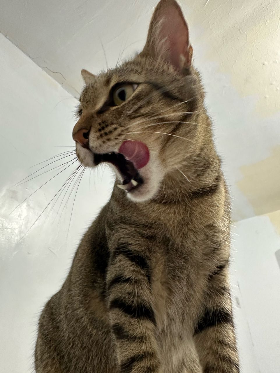 Re: [問卦] 你各位阿會選炸雞八還是烤雞八??????????