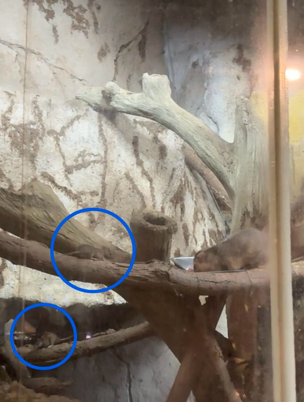 [討論] 蔣萬安是鼠王吧 - 政黑 - PTT.BEST 批踢踢爆文 3