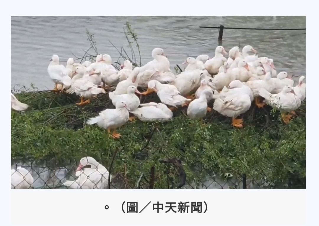 [新聞] 影/鴨子之亂！豪雨沖破屏東鴨寮「民眾抓 - 八卦 - PTT.BEST 批踢踢爆文 2