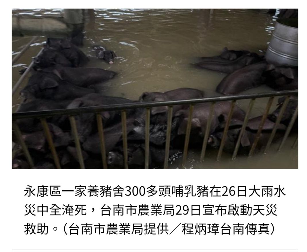 [新聞] 活活淹死！台南暴雨「300多頭小豬滅頂」 - 八卦 - PTT.BEST 批踢踢爆文